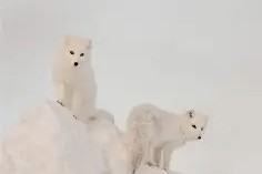 爱游戏网址 -无耻谰言怎么读